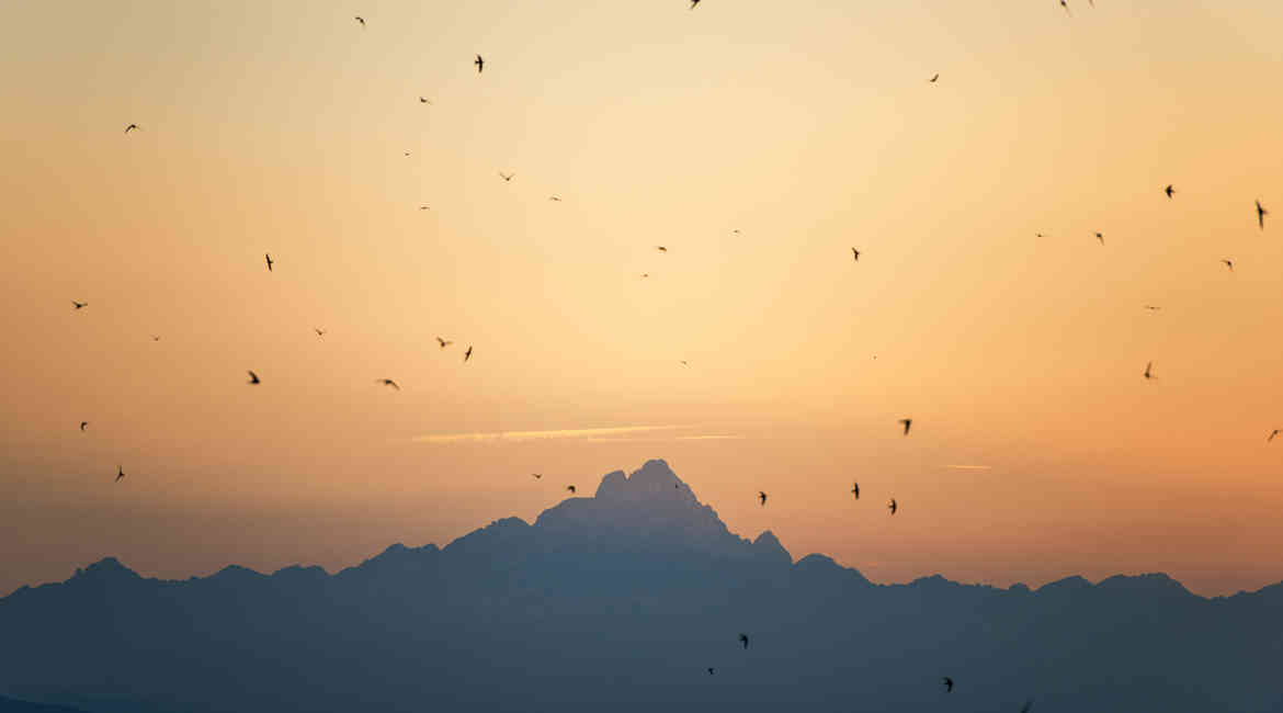 MONVISO UCCELLI