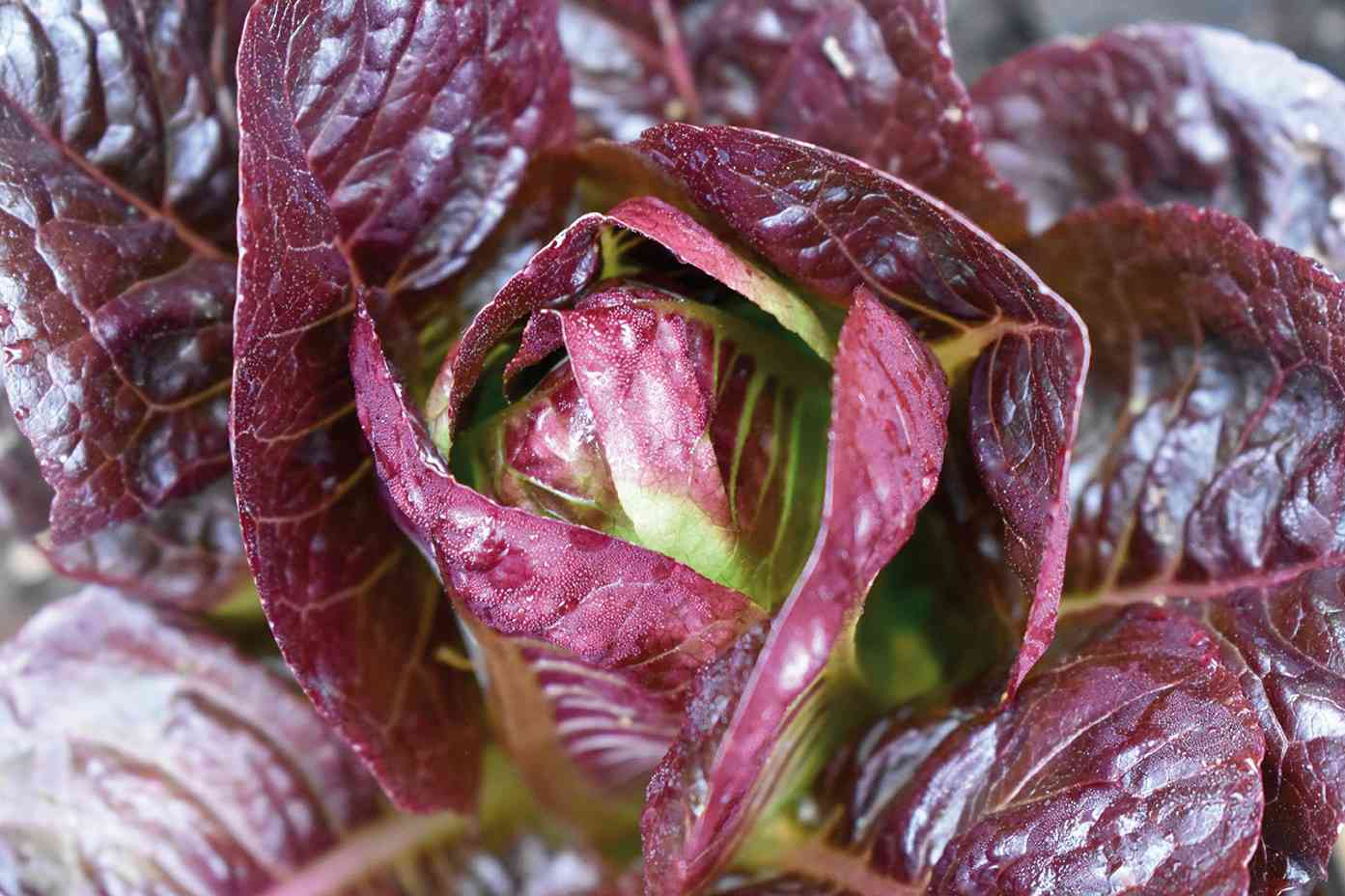 Foto La Strada Del Radicchio